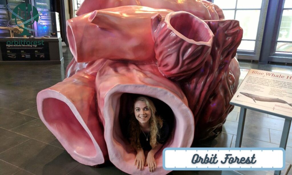 20x The Heart of a Blue Whale