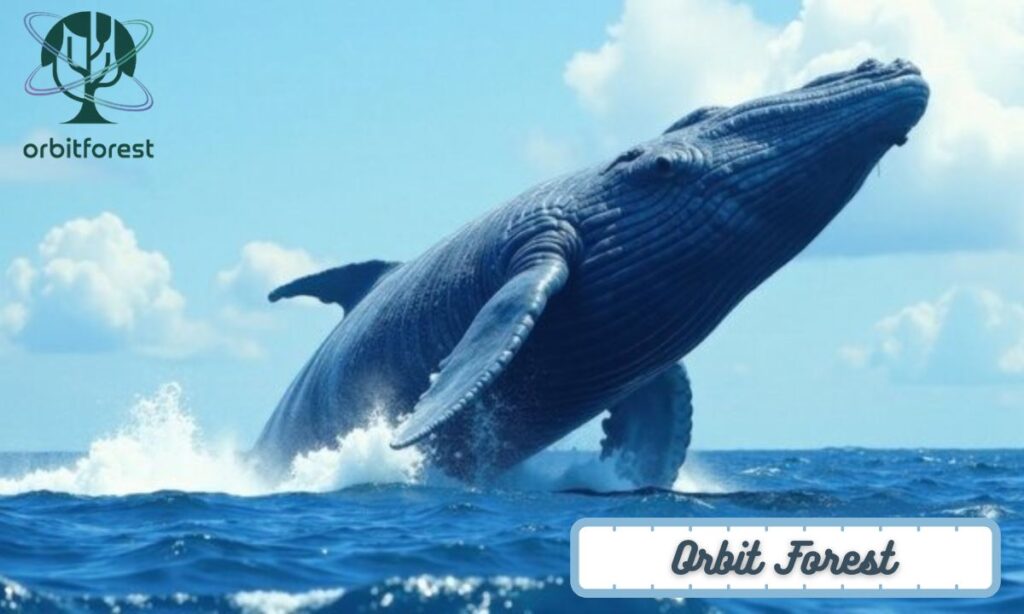 A Blue Whale