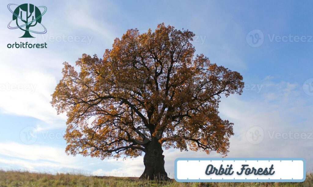 A Large Oak Tree