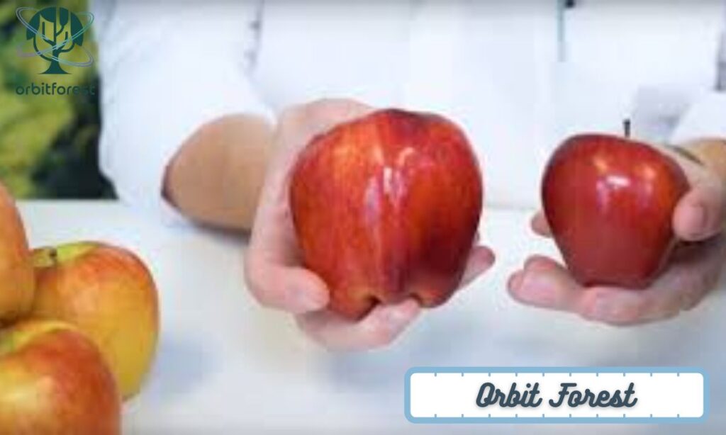 A Medium-Sized Apple