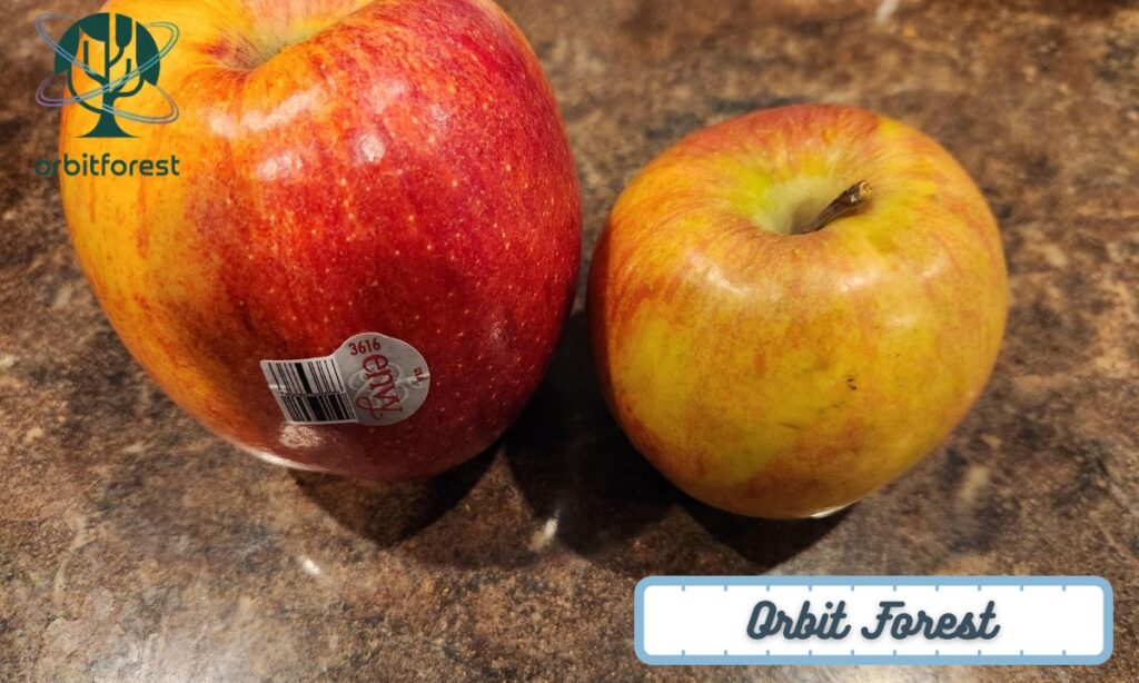 A Medium-Sized Apple