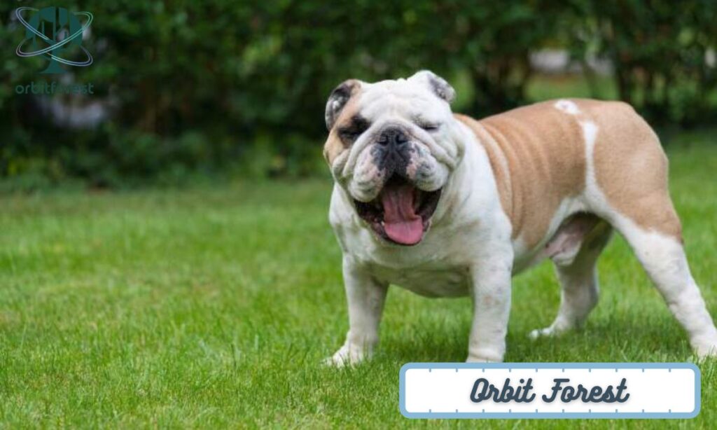 A Medium-Sized Dog