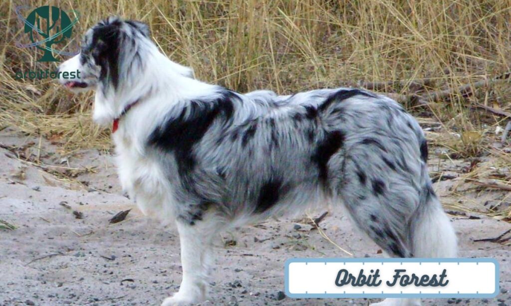 A Medium-Sized Dog (Border Collie or Cocker Spaniel)