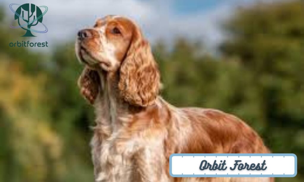 A Medium-Sized Dog (Cocker Spaniel or Beagle)