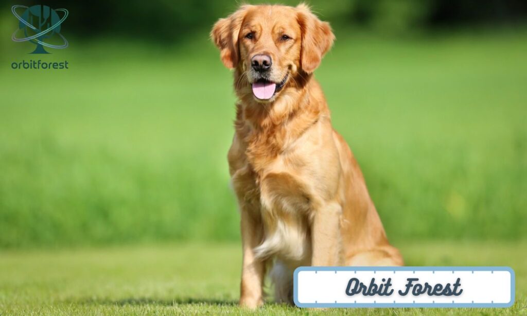 A Medium-Sized Dog (Golden Retriever)