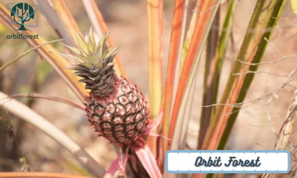 A Small Pineapple