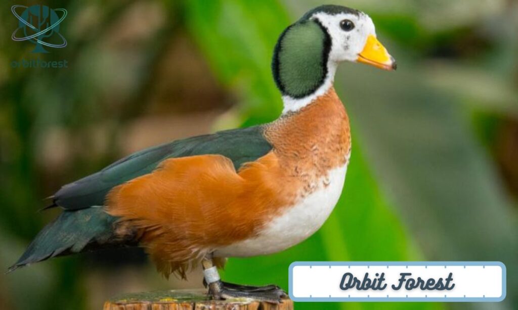 African Pygmy Goose