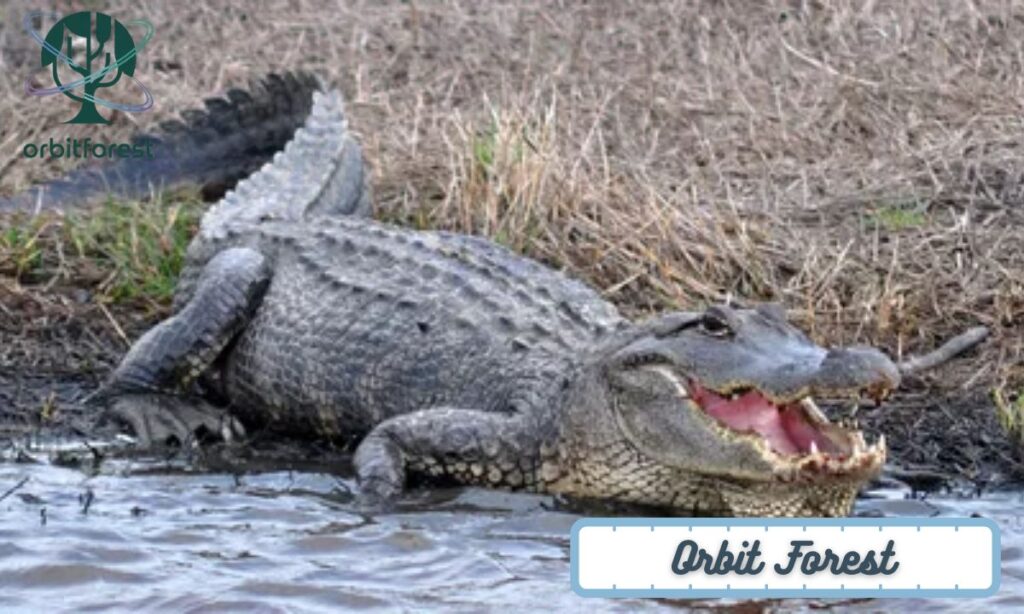  Alligators