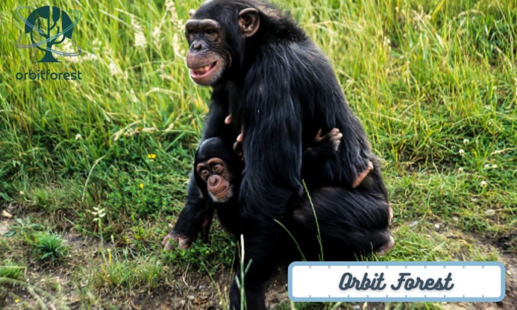 An Adult Female Chimpanzee