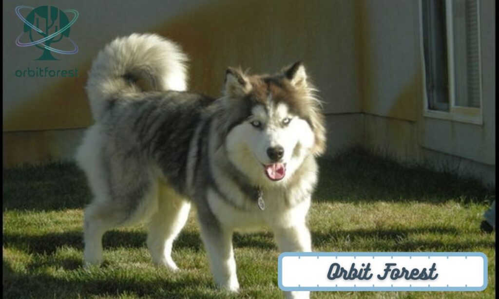 An Adult Siberian Husky