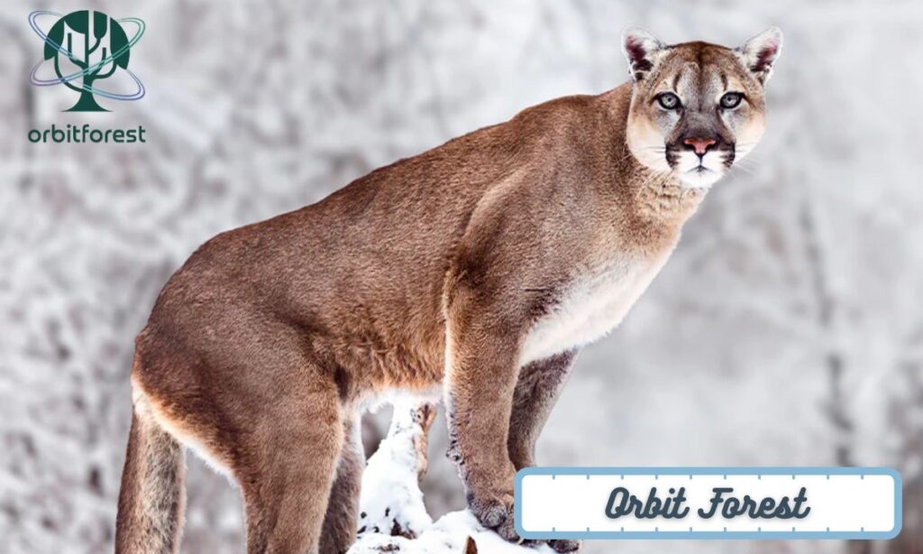 Cougars