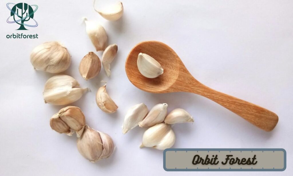 Garlic Clove