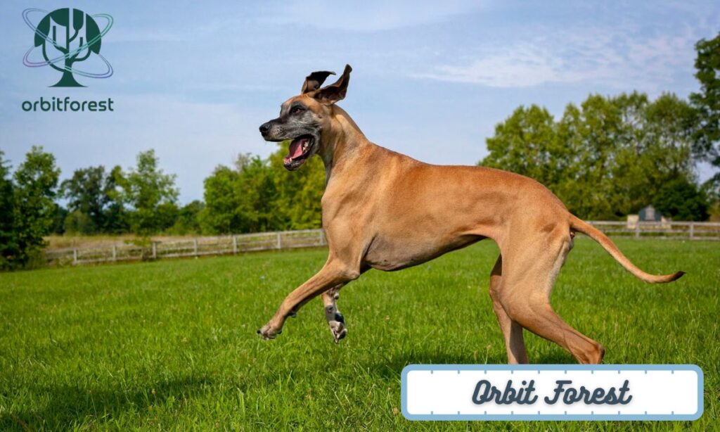 Great Dane