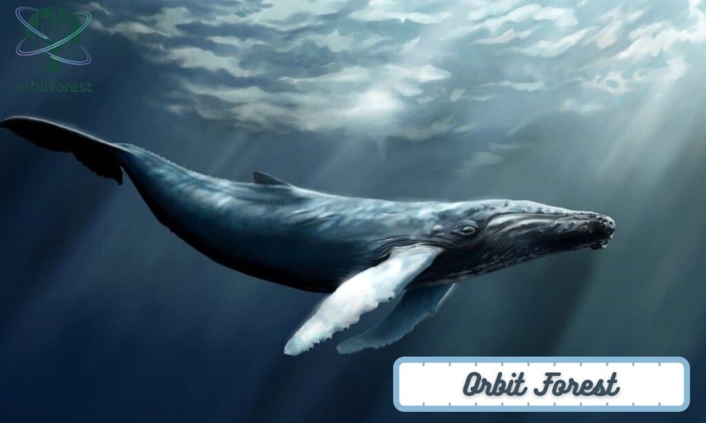 Humpback Whale