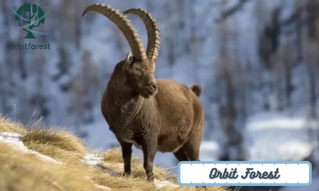 Male Alpine Ibex