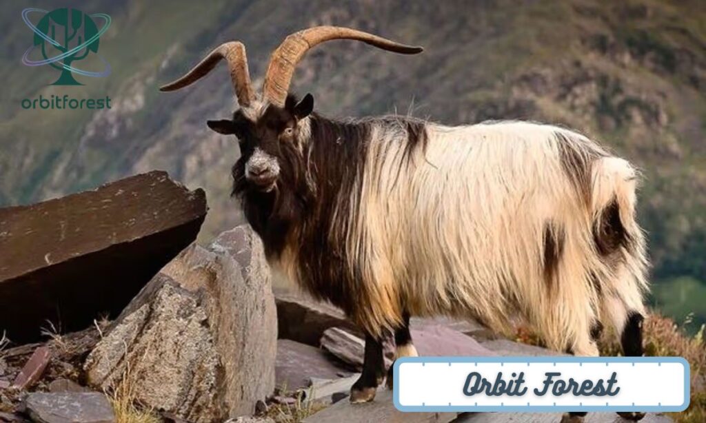 Mountain Goats