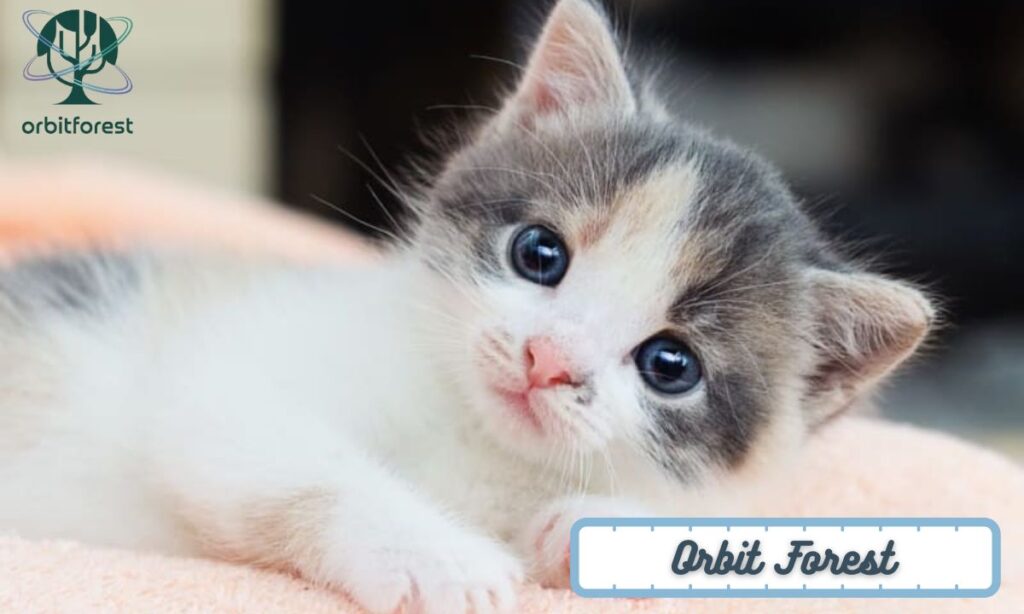 Newborn Kitten
