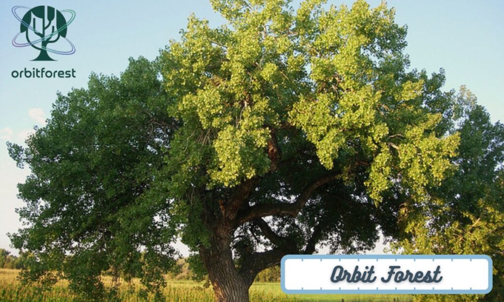 The Eastern Cottonwood Tree