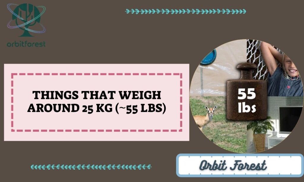 Things That Weigh Around 25 kg (~55 lbs)