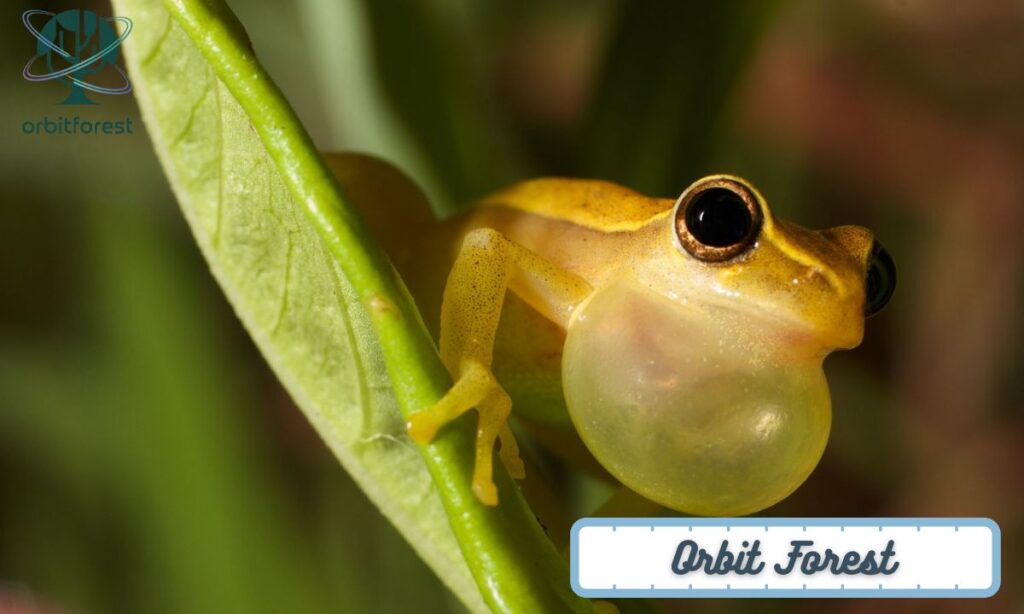 Tree Frog