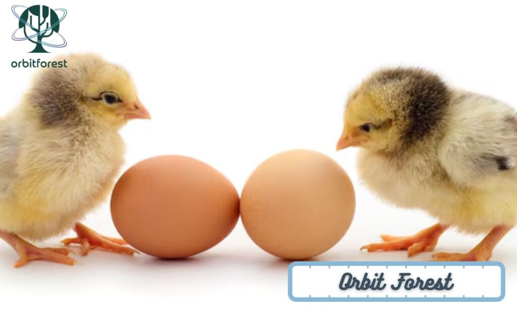 Two Chicken Eggs