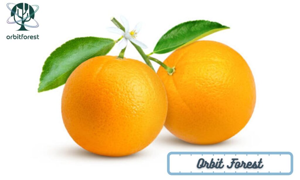 Two Large Oranges