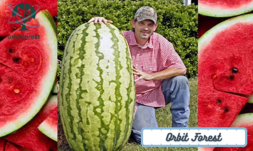Two Large Watermelons