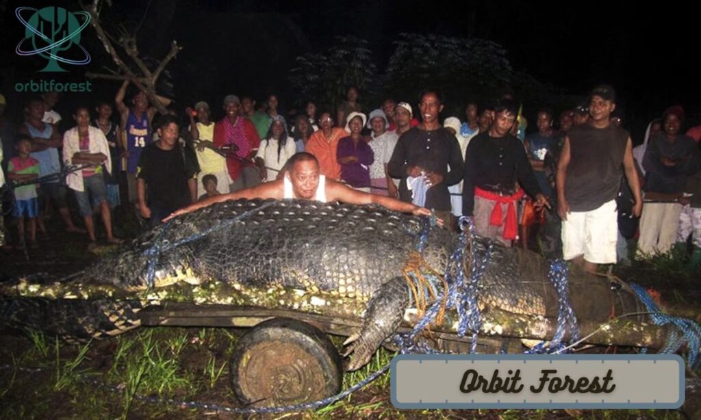 Large Crocodile